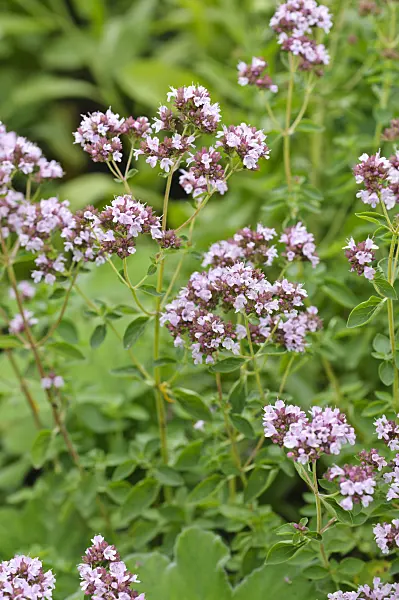 475175 - Origan commun (Origanum vulgare)