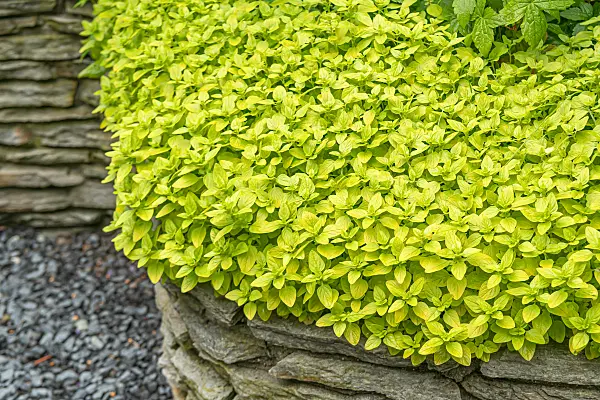664280 - Origan commun (Origanum vulgare 'Thumbles Variety')