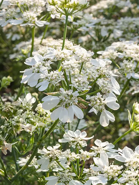 403101 - Orlaya grandiflora