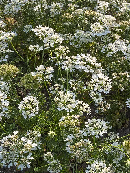 403102 - Orlaya grandiflora