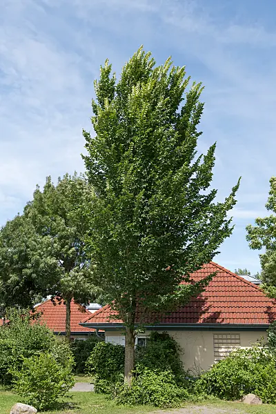 664466 - Orme hollandais (Ulmus x hollandica 'Lobel')