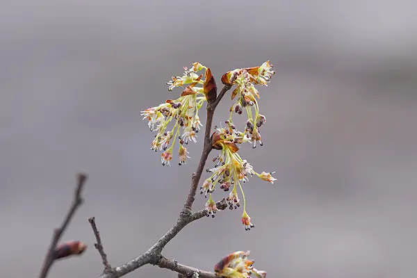 664467 - Orme lisse (Ulmus laevis)