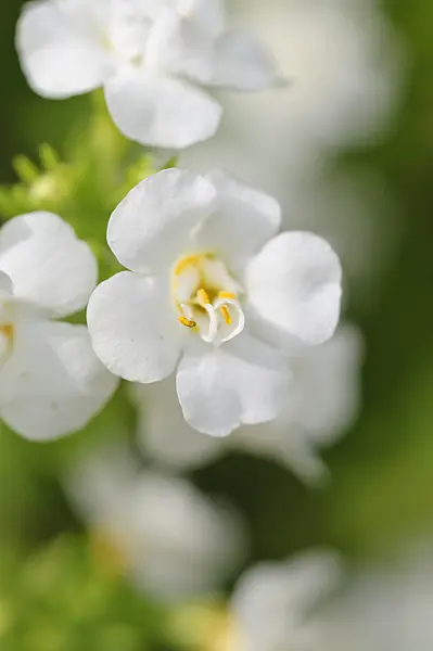 487068 - Ornamental bacopa (Sutera)