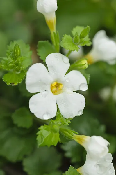 484093 - Ornamental bacopa (Sutera Nova Big White)