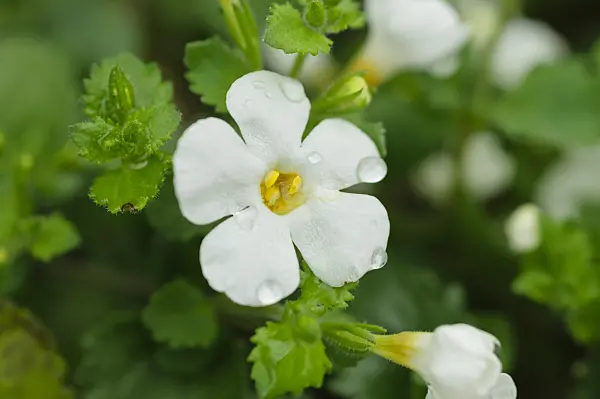 484094 - Ornamental bacopa (Sutera Nova Big White)