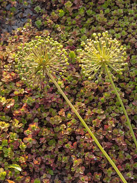 414048 - Ornamental onion (Allium)