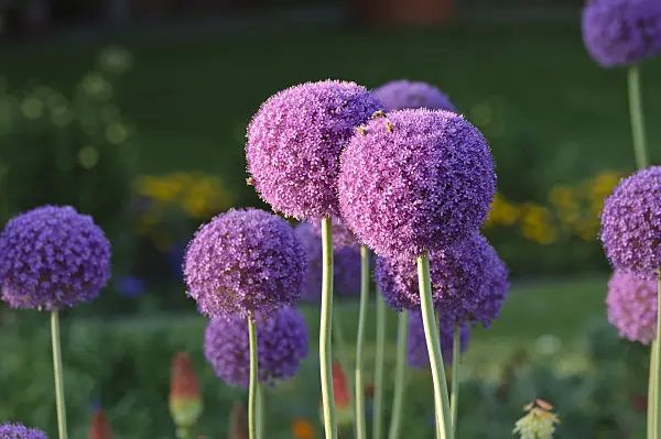 485211 - Ornamental onion (Allium)