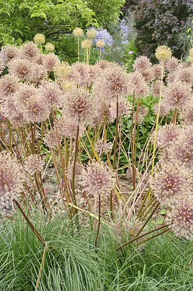 486069 - Ornamental onion (Allium)