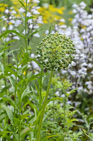 497052 - Ornamental onion (Allium)