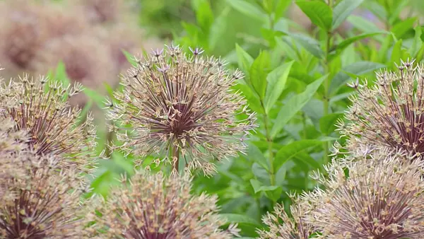 497239 - Ornamental onion (Allium)