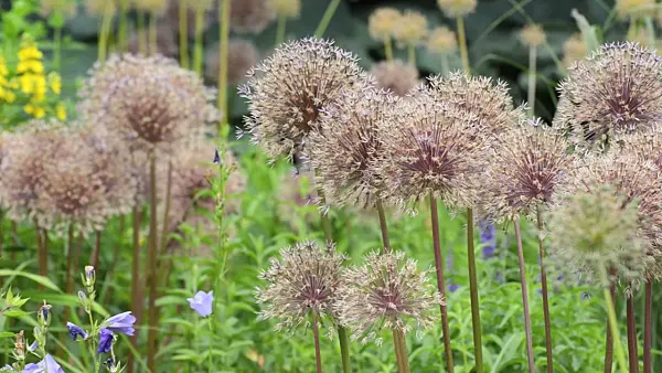 497240 - Ornamental onion (Allium)