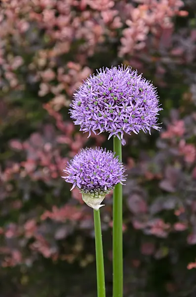 508128 - Ornamental onion (Allium)