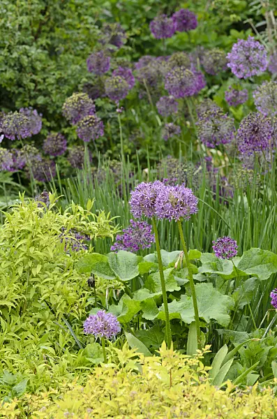 508216 - Ornamental onion (Allium)