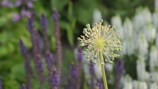 509134 - Ornamental onion (Allium)