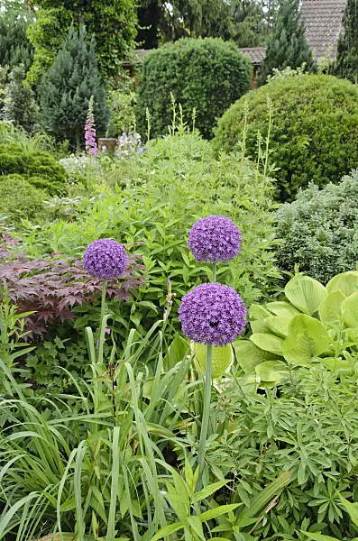 521083 - Ornamental onion (Allium)