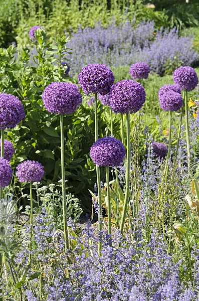 521102 - Ornamental onion (Allium)