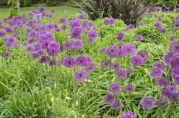 533475 - Ornamental onion (Allium)