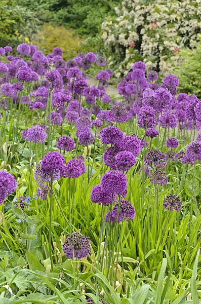 533476 - Ornamental onion (Allium)