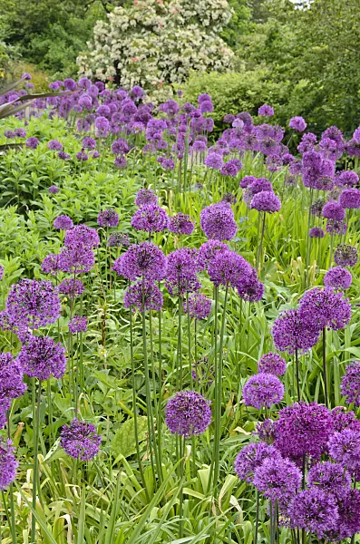 533477 - Ornamental onion (Allium)