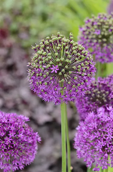 533483 - Ornamental onion (Allium)
