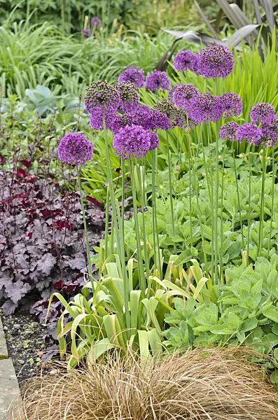 533485 - Ornamental onion (Allium)