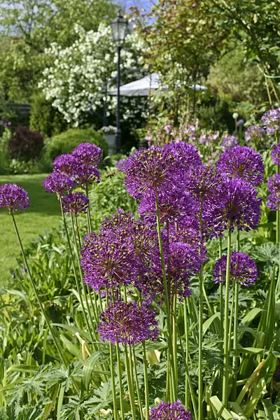 568008 - Ornamental onion (Allium)