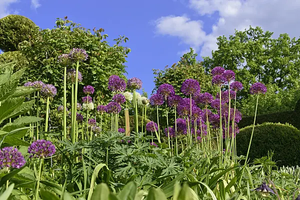 568016 - Ornamental onion (Allium)