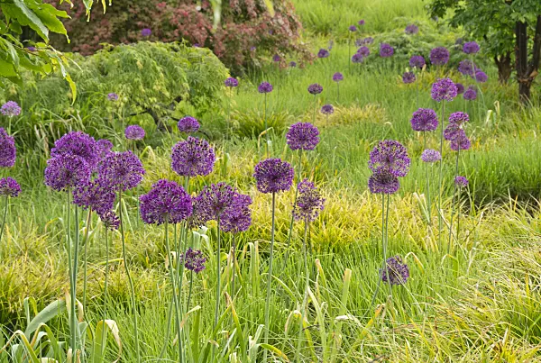 608056 - Ornamental onion (Allium)