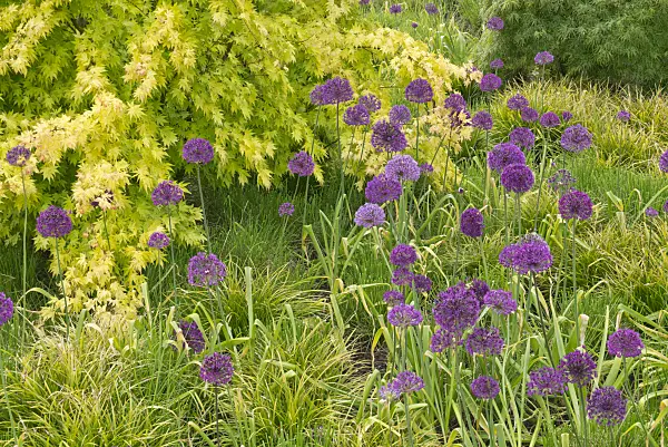 608057 - Ornamental onion (Allium)