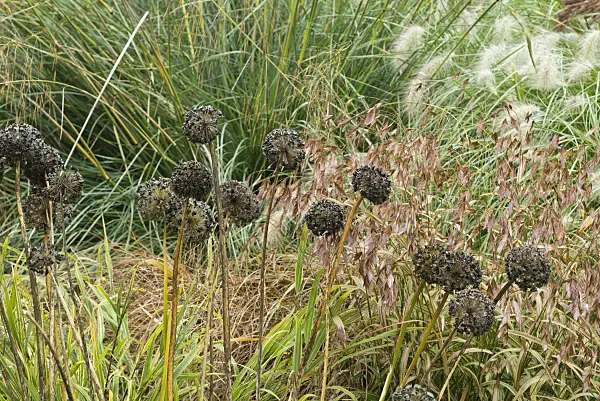 549190 - Ornamental onion (Allium) and bamboo grass (Chasmanthium latifolium syn. Uniola latifolia)