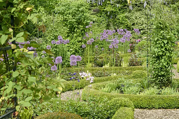 556057 - Ornamental onion (Allium) and boxwoods (Buxus) in a rose garden