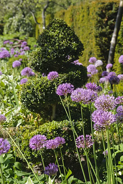 496177 - Ornamental onion (Allium) and common boxwood (Buxus sempervirens) with spiral shape
