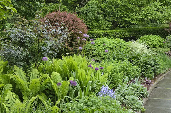 508133 - Ornamental onion (Allium) and common male fern (Dryopteris filix-mas)