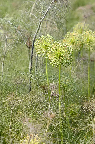 521139 - Ornamental onion (Allium) and fennel (Foeniculum vulgare)