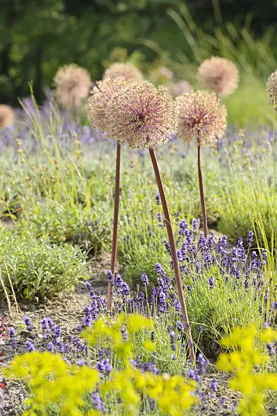 485194 - Ornamental onion (Allium) and lavender (Lavandula)
