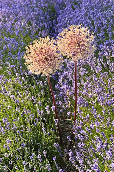 486001 - Ornamental onion (Allium) and lavender (Lavandula)