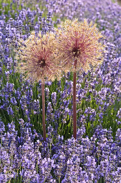 486002 - Ornamental onion (Allium) and lavender (Lavandula)