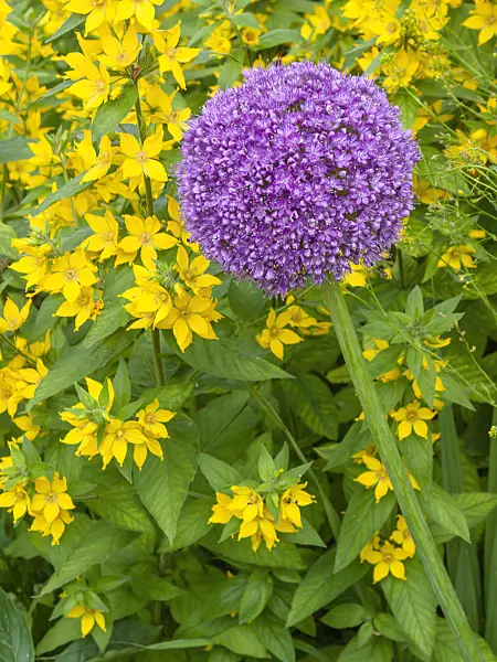 402148 - Ornamental onion (Allium) and loosestrife (Lysimachia)