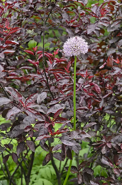 508126 - Ornamental onion (Allium) and purple leaf barberry (Berberis thunbergii 'Atropurpurea')