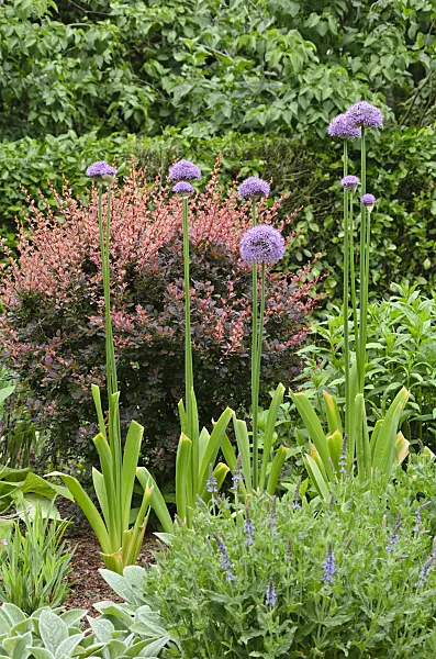 508129 - Ornamental onion (Allium) and purple leaf barberry (Berberis thunbergii 'Atropurpurea')