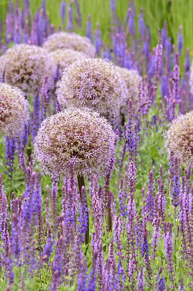 521265 - Ornamental onion (Allium) and sages (Salvia)