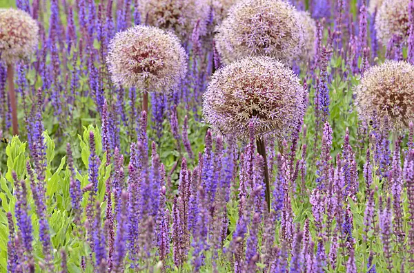 521266 - Ornamental onion (Allium) and sages (Salvia)