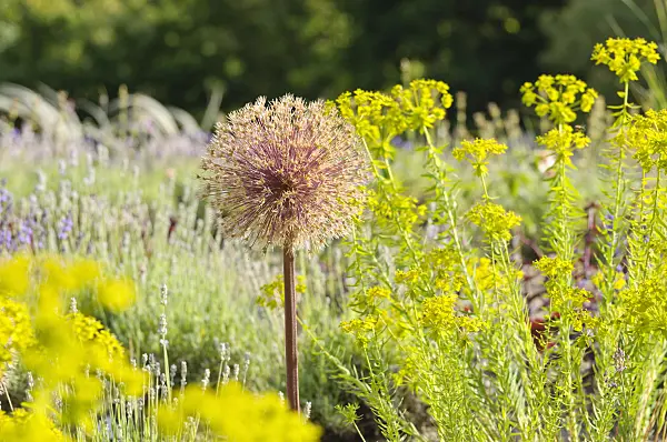 485195 - Ornamental onion (Allium) and spurge (Euphorbia)