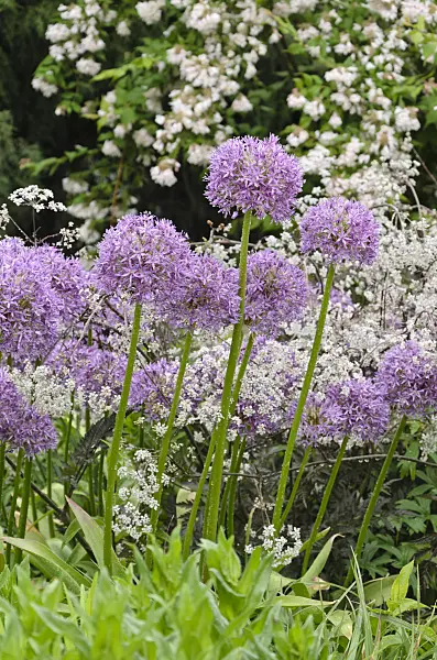 508212 - Ornamental onion (Allium) and wild chervil (Anthriscus sylvestris 'Ravenswing')