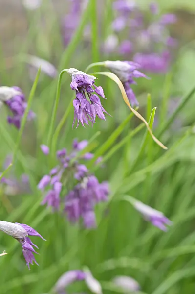 485085 - Ornamental onion (Allium cyathophorum var. farreri)