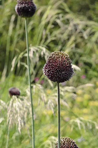 521134 - Ornamental onion (Allium Forelock)