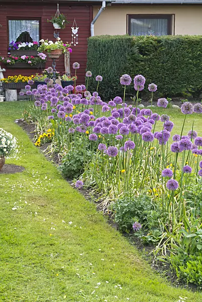545050 - Ornamental onion (Allium) in an allotment garden