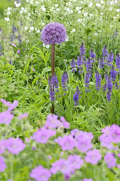 485043 - Ornamental onion (Allium), sage (Salvia) and cranesbill (Geranium)