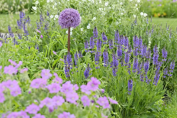485044 - Ornamental onion (Allium), sage (Salvia) and cranesbill (Geranium)