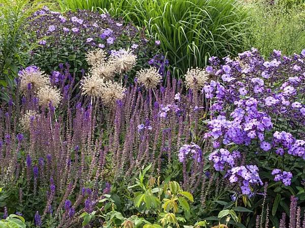 462122 - Ornamental onion (Allium), sage (Salvia) and phlox (Phlox)